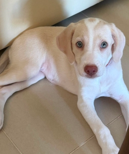 Labrador Retriever - Labrador pointer kırması mavi gözlü yavru köpek