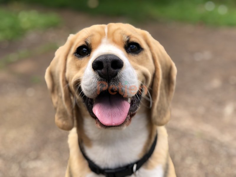 Labrador Retriever - kopekyuvalandirma - Fotoğraf 2