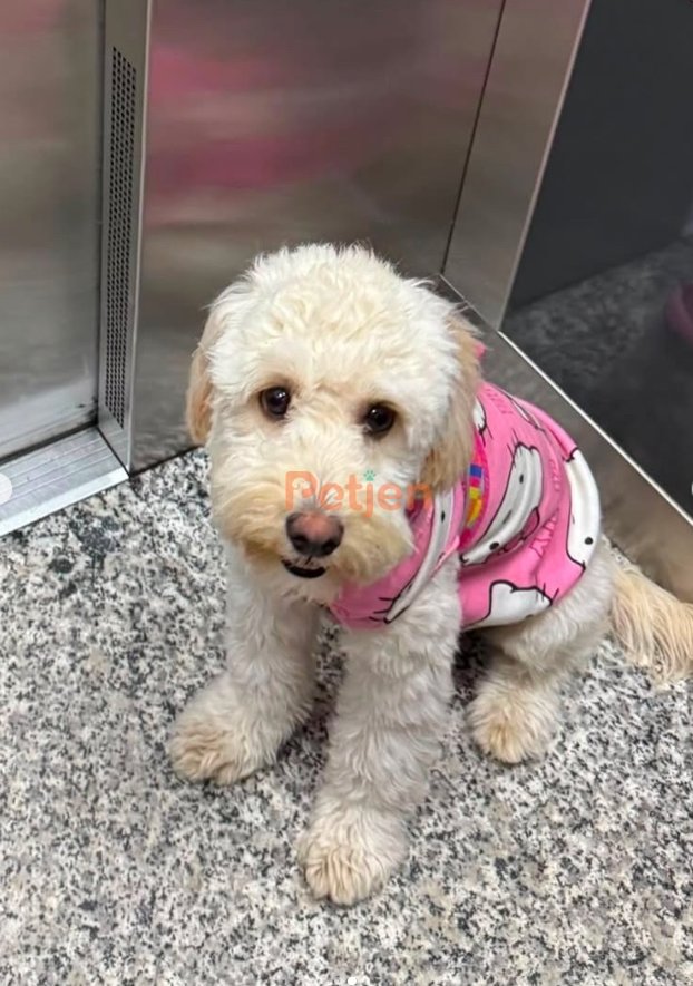 Maltese Terrier - 🐾Mila'ya Ömürlük Yuva Arıyoruz🐾