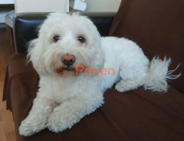 Maltese Terrier - Maya Ömürlük Yuva Arıyor