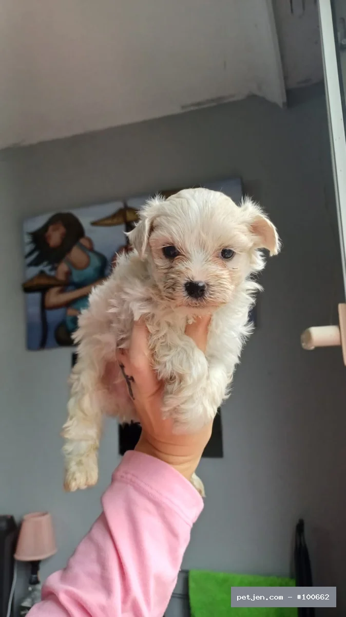 Kore Maltese bebekler