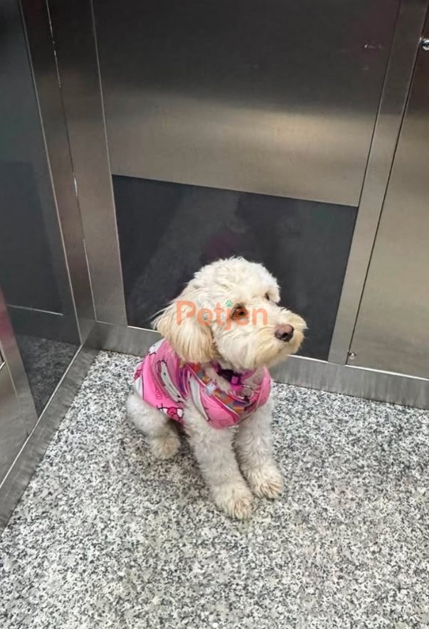 Maltese Terrier - 🐾Mila'ya Ömürlük Yuva Arıyoruz🐾 - Fotoğraf 2