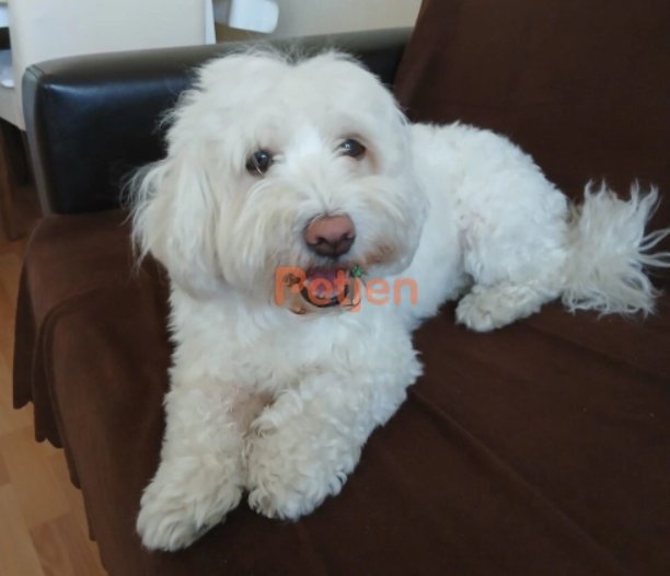 Maltese Terrier - Maya Ömürlük Yuva Arıyor - Fotoğraf 2