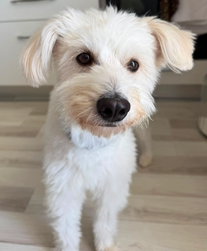 Maltese Terrier - Tarçın yuva arıyor ücretsiz - Fotoğraf 2