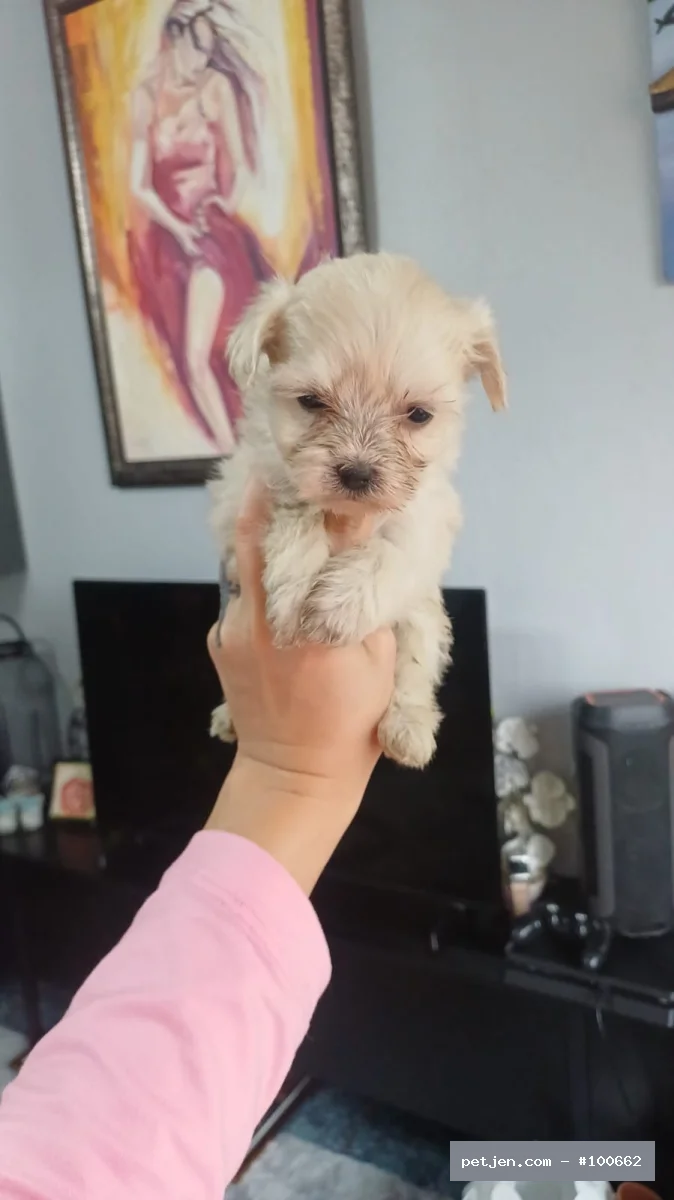 Maltese Terrier - Kore Maltese bebekler - Fotoğraf 2