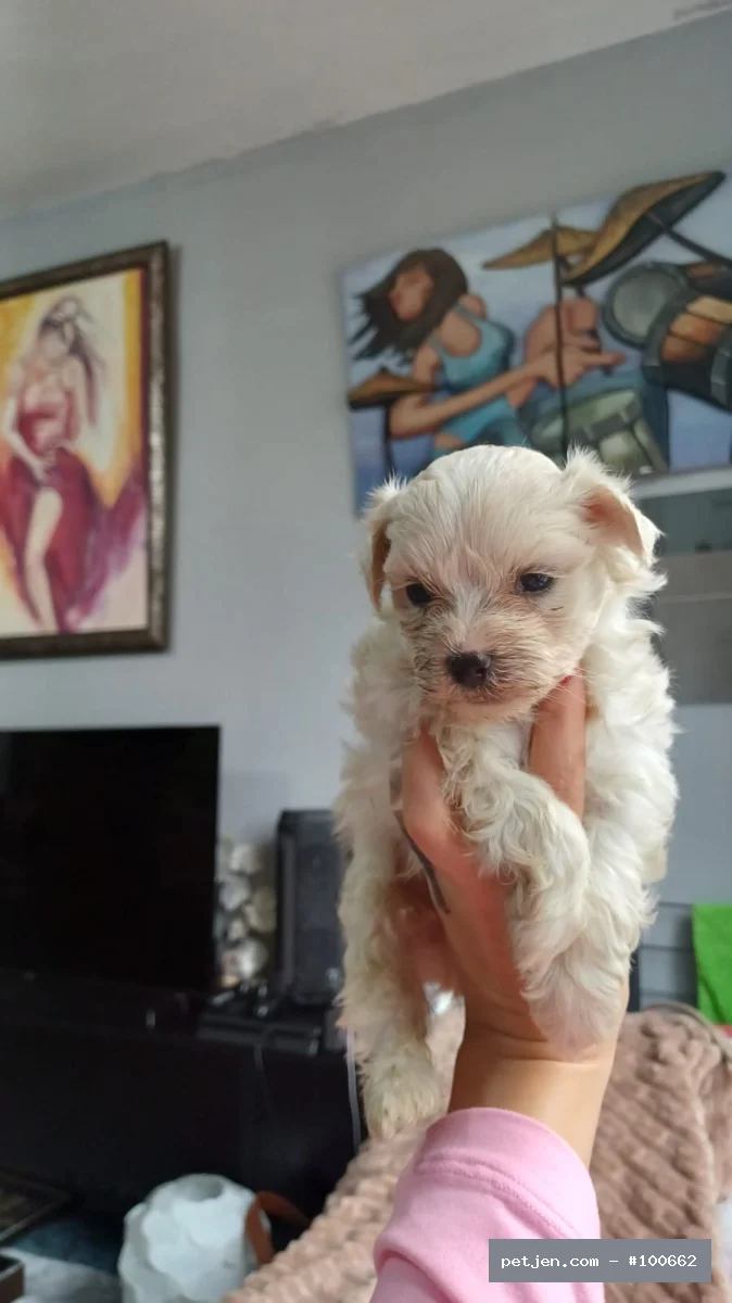Maltese Terrier - Kore Maltese bebekler - Fotoğraf 3