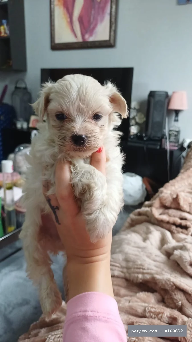 Maltese Terrier - Kore Maltese bebekler - Fotoğraf 4
