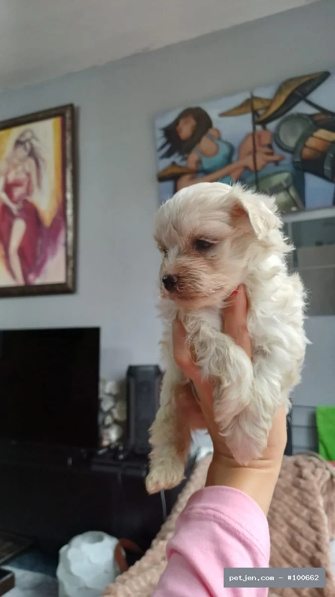 Maltese Terrier - Kore Maltese bebekler - Fotoğraf 5