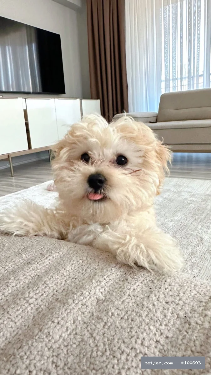 Maltese Terrier - 0 numara maltese bebeklerımız