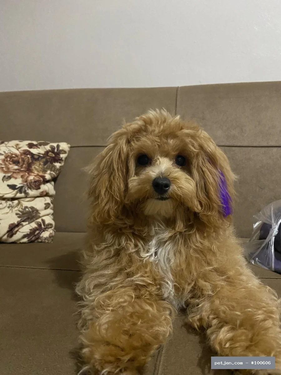 Maltipoo - Sevgi Dolu, Oyuncu ve Enerjik Suşi Ömürlük Yuvasını Arıyor 💛