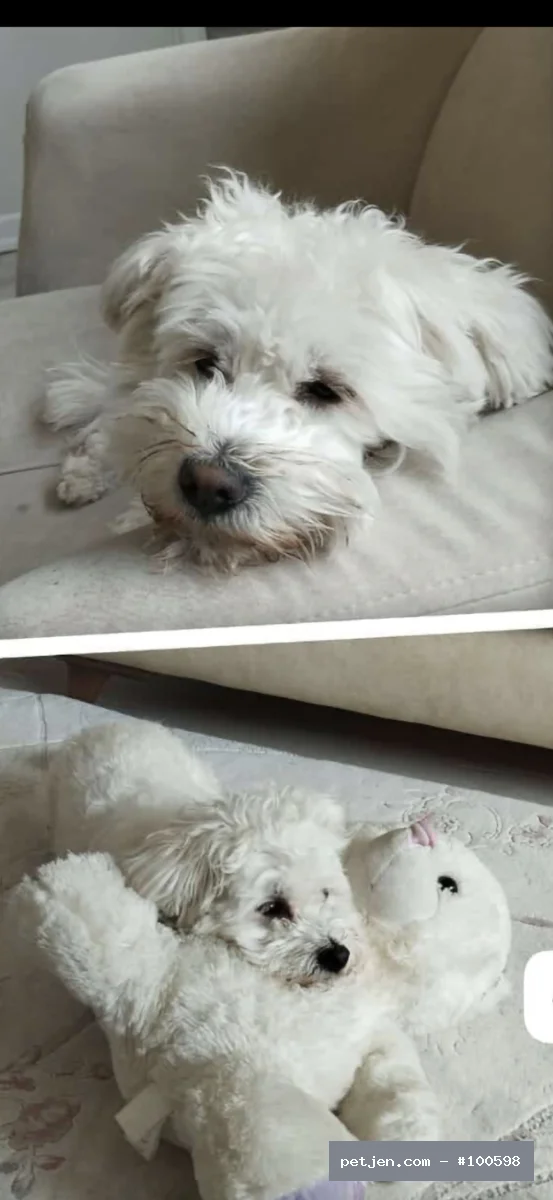 Maltipoo - Köpeğimizi kaybettik - Fotoğraf 2