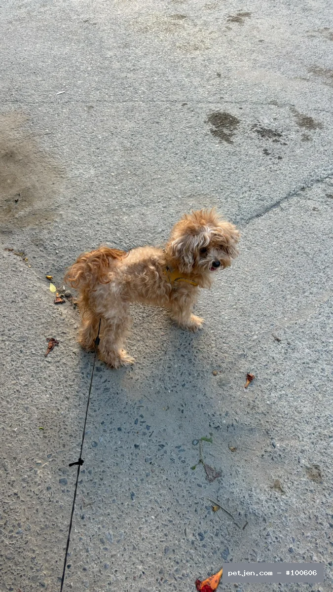 Maltipoo - Sevgi Dolu, Oyuncu ve Enerjik Suşi Ömürlük Yuvasını Arıyor 💛 - Fotoğraf 3