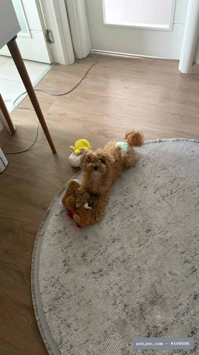 Maltipoo - Sevgi Dolu, Oyuncu ve Enerjik Suşi Ömürlük Yuvasını Arıyor 💛 - Fotoğraf 4