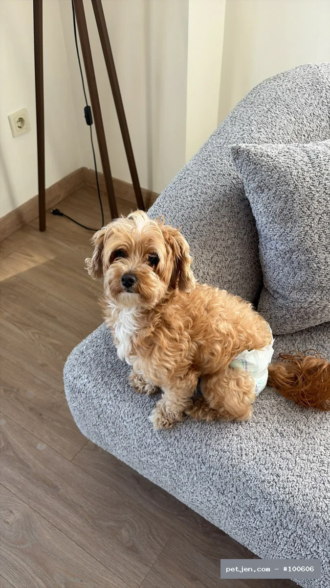 Maltipoo - Sevgi Dolu, Oyuncu ve Enerjik Suşi Ömürlük Yuvasını Arıyor 💛 - Fotoğraf 5