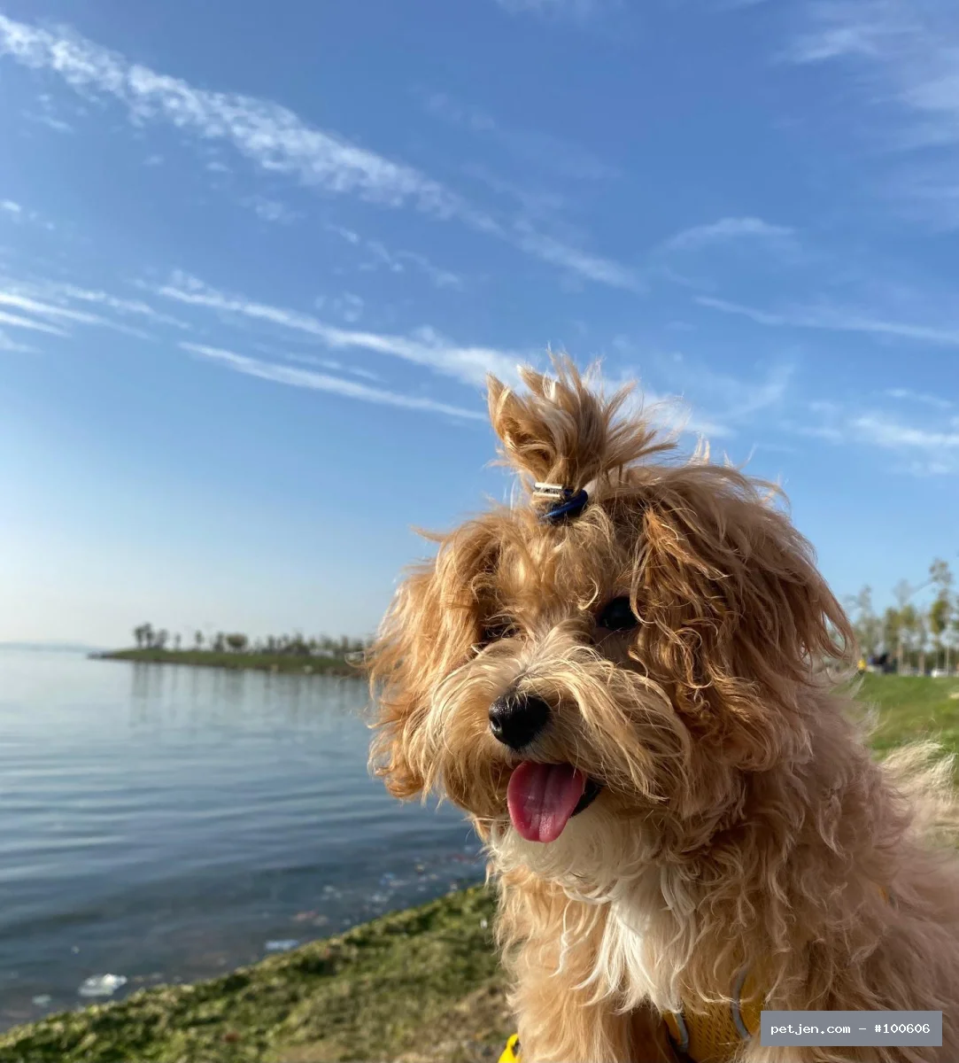 Maltipoo - Sevgi Dolu, Oyuncu ve Enerjik Suşi Ömürlük Yuvasını Arıyor 💛 - Fotoğraf 6