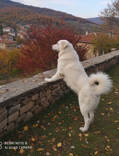Cins Belirtilmedi - Bulut Yuva Arıyor - Fotoğraf 5