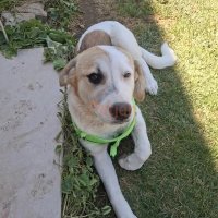 Cins Belirtilmedi - Bulut Yuva Arıyor - Fotoğraf 7