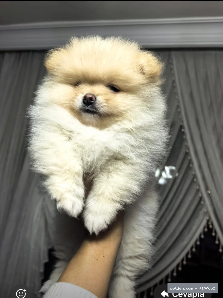 POMERANİAN BOO