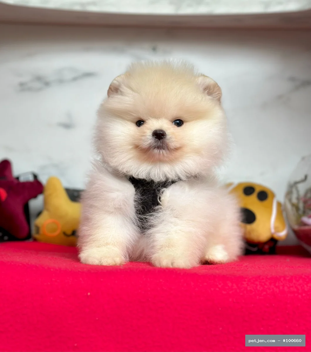 Safkan pomeranian boo yavrularımız