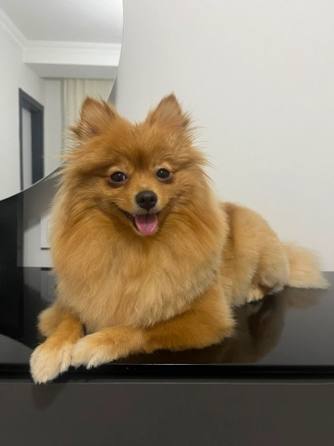 Pomeranian Boo - 3 Yaşında Kısır Dişi Pomeranian leydi Yuvasını Arıyor - Fotoğraf 2