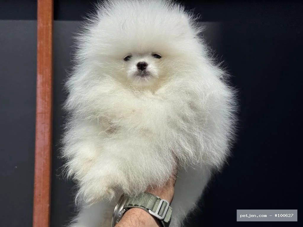 Pomeranian Boo - Pomerian Boo Yavrumuz  Yuvasını Arıyor - Fotoğraf 2