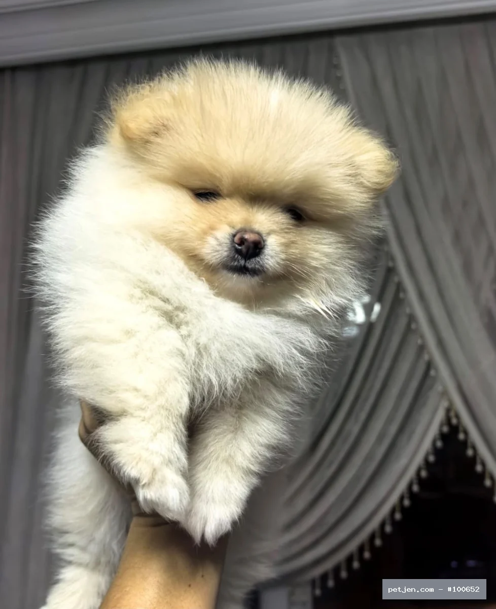 Pomeranian Boo - POMERANİAN BOO - Fotoğraf 2