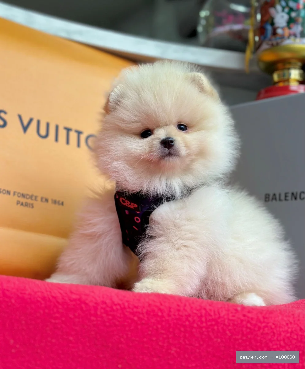 Pomeranian Boo - Safkan pomeranian boo yavrularımız - Fotoğraf 2