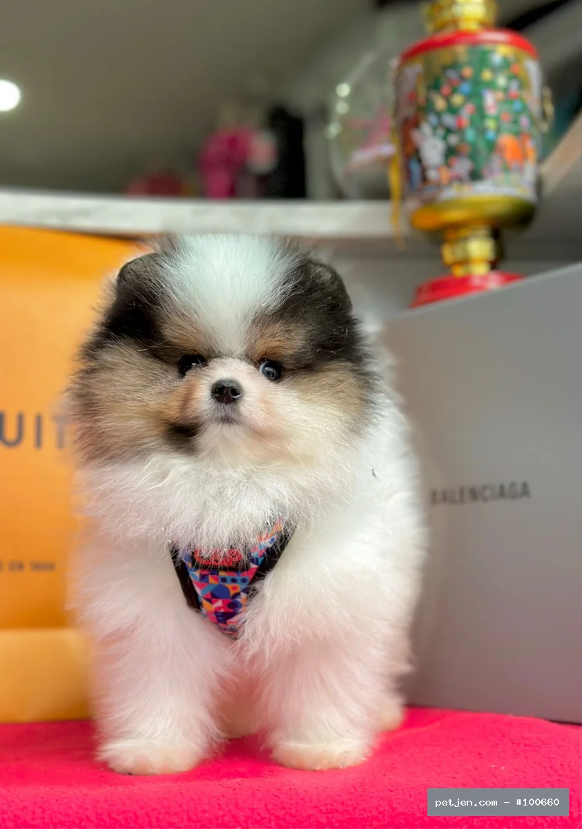 Pomeranian Boo - Safkan pomeranian boo yavrularımız - Fotoğraf 3