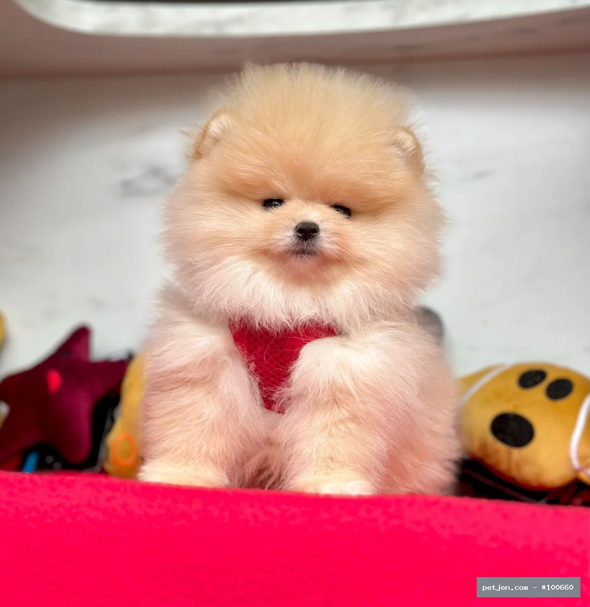 Pomeranian Boo - Safkan pomeranian boo yavrularımız - Fotoğraf 4