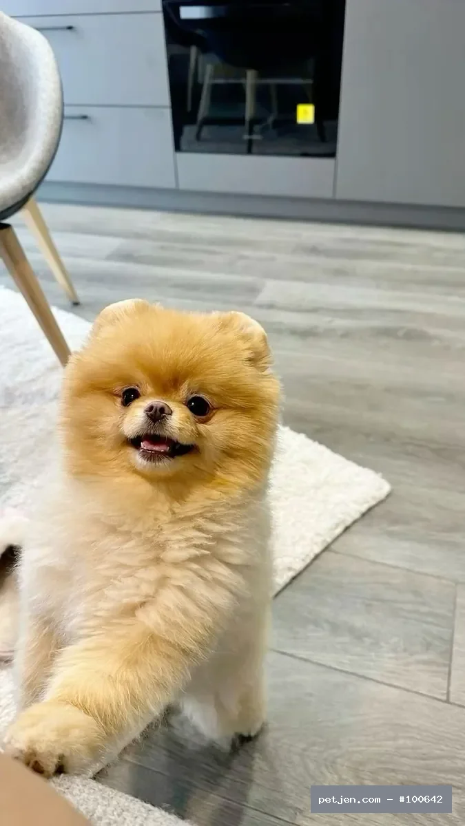 Pomeranian Boo - Lucy Yuvasını Arıyor.. Ücretsiz Pomernian Boo