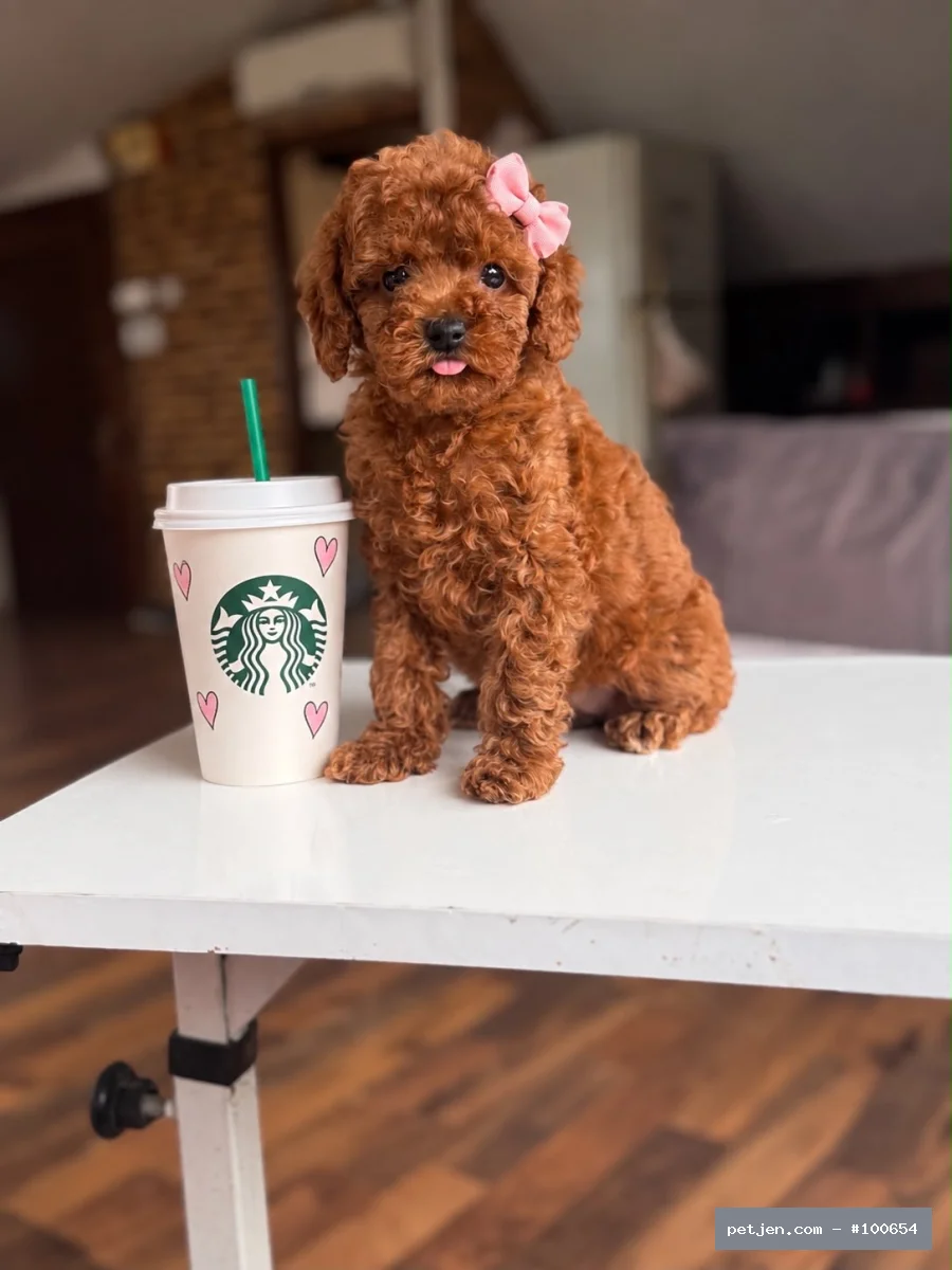 Toy Poodle - Micro cipli ve karneli yavrularımız - Fotoğraf 2