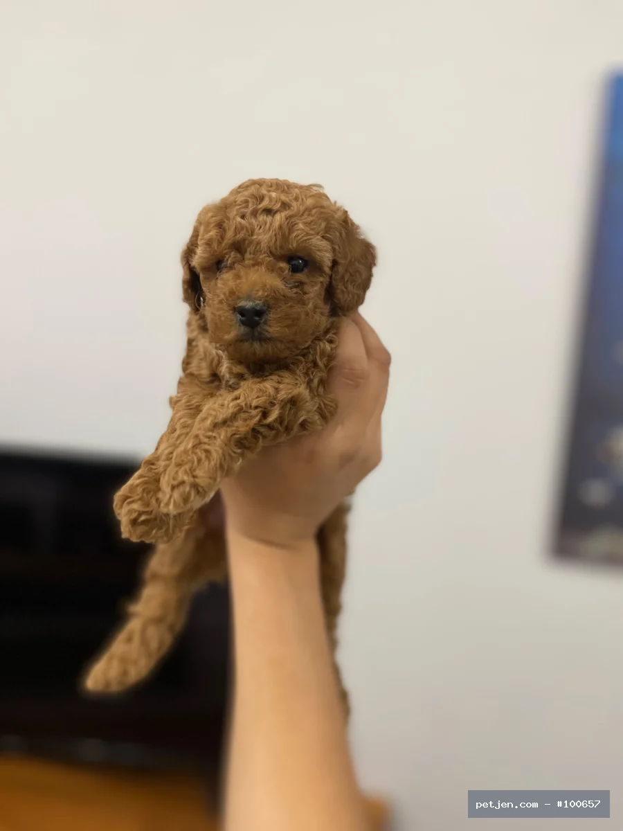Poodle - OYUNCU POODLE BEBEK - Fotoğraf 2
