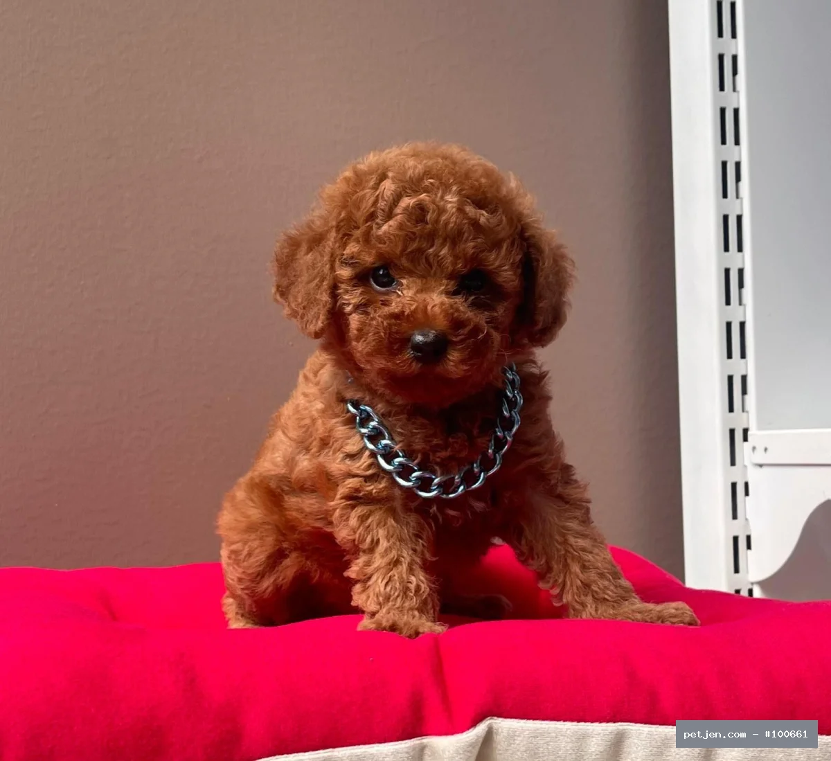Poodle - Safkan toy poodle yavrularımız - Fotoğraf 2