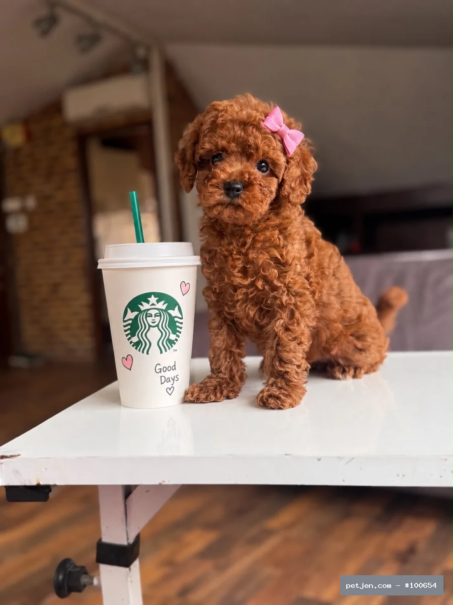 Toy Poodle - Micro cipli ve karneli yavrularımız - Fotoğraf 3