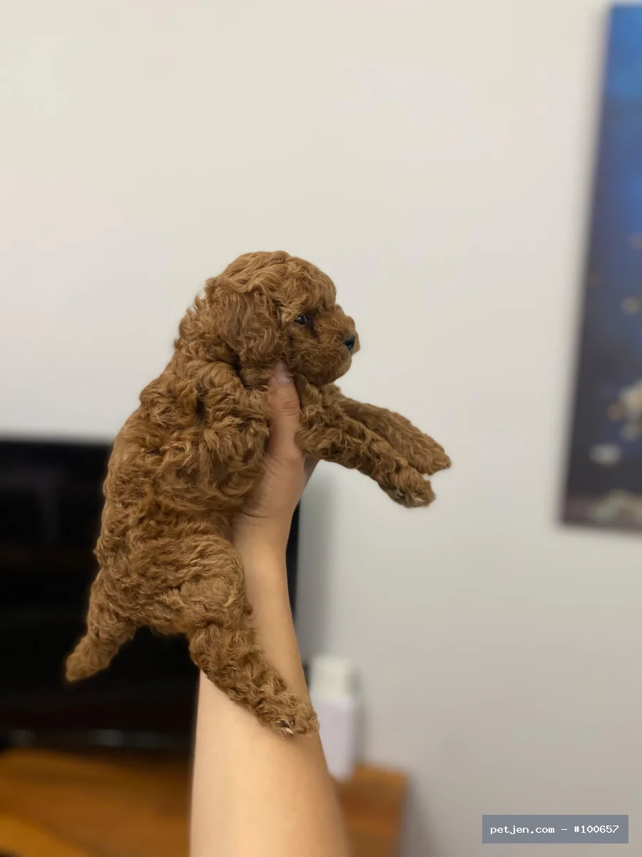 Poodle - OYUNCU POODLE BEBEK - Fotoğraf 3