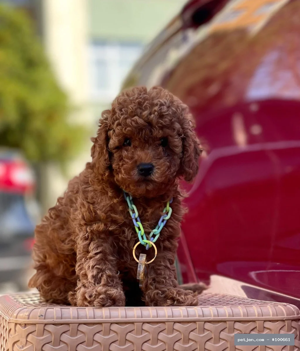 Poodle - Safkan toy poodle yavrularımız - Fotoğraf 3