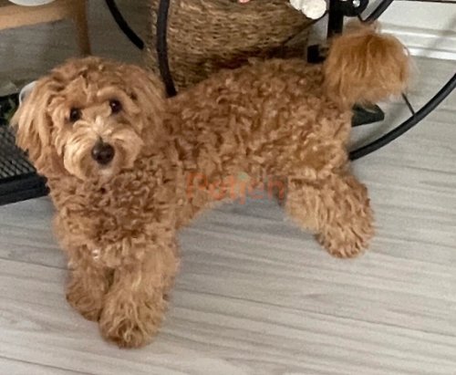 Poodle - Oyuncu akıllı bir kız köpke🥰 üçretsiz sahiplendirme ,