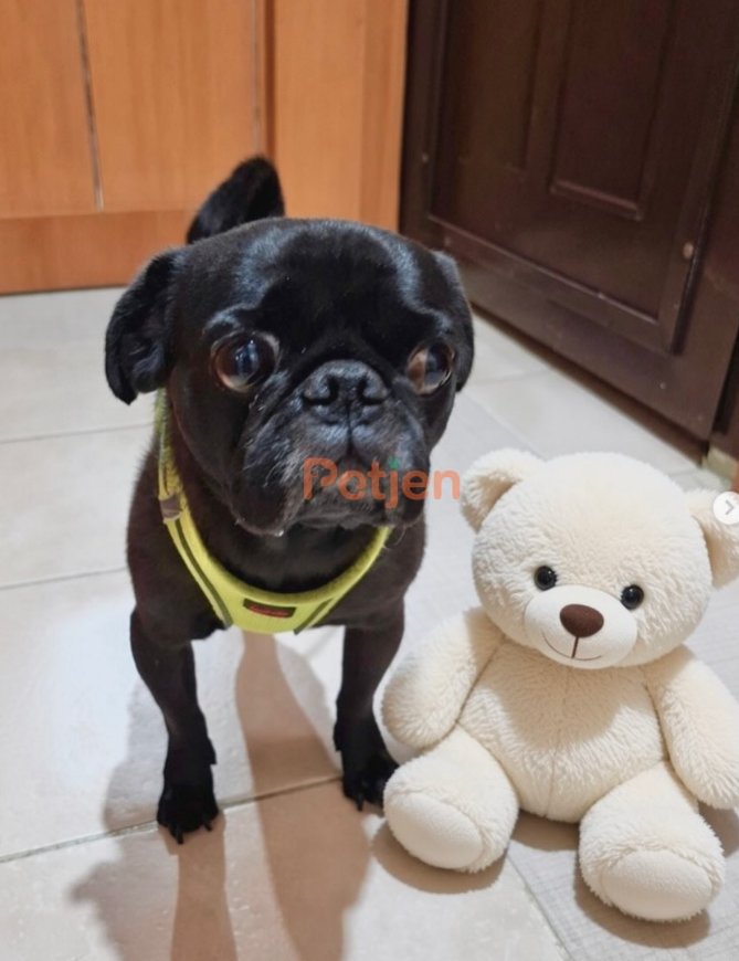 Pug - Maço yakışıklı pug
