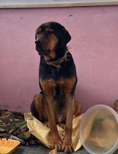 Rottweiler - Kara Şimşek/ Rottweiler kırma/ ömürlük yuva