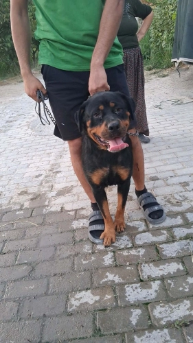 Rottweiler - 2 Yaşında Çipli Rottwieller - Fotoğraf 2