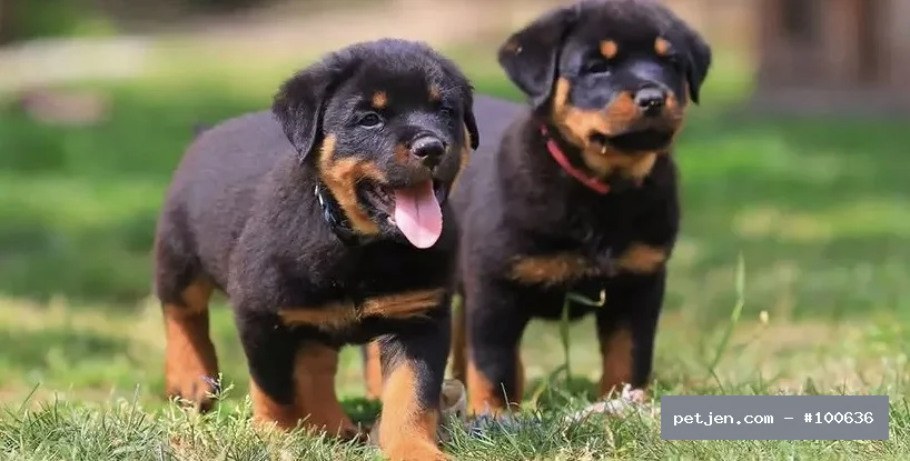 Rottweiler - A++ Yavrularımız. - Fotoğraf 2