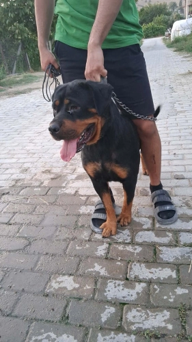Rottweiler - 2 Yaşında Çipli Rottwieller - Fotoğraf 3