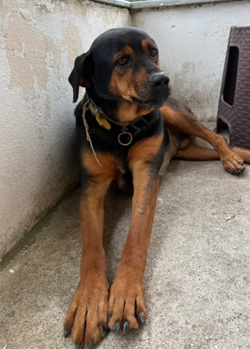 Rottweiler - Kara Şimşek/ Rottweiler kırma/ ömürlük yuva - Fotoğraf 3