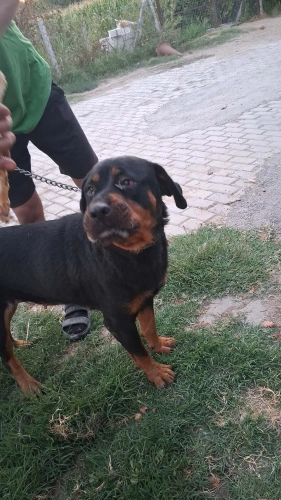 Rottweiler - 2 Yaşında Çipli Rottwieller - Fotoğraf 4