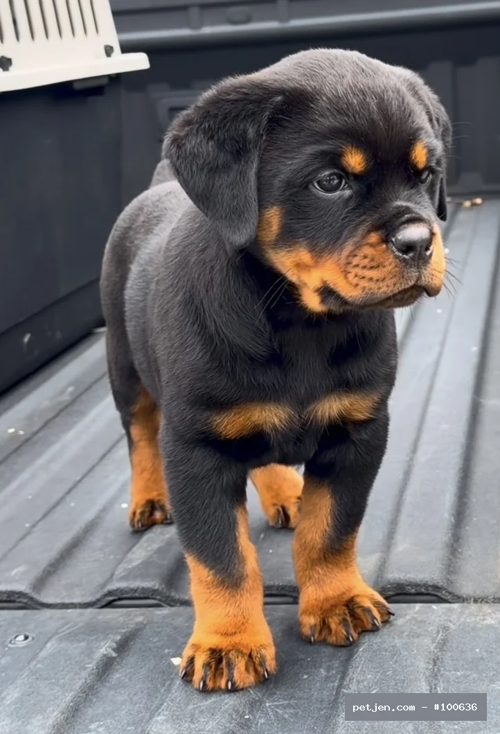 Rottweiler - A++ Yavrularımız. - Fotoğraf 4