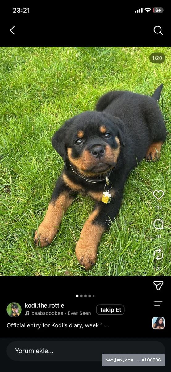 Rottweiler - A++ Yavrularımız. - Fotoğraf 5
