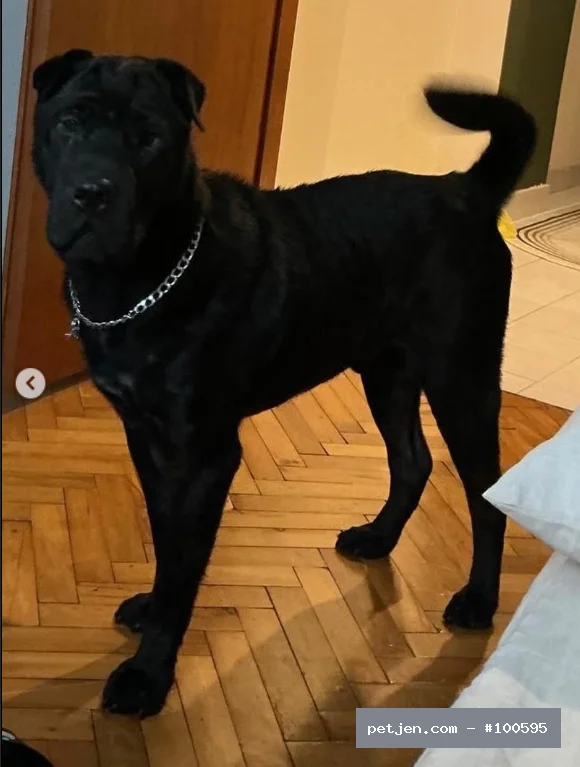 Shar Pei Cinsi Kara Acil Yuva Arıyor