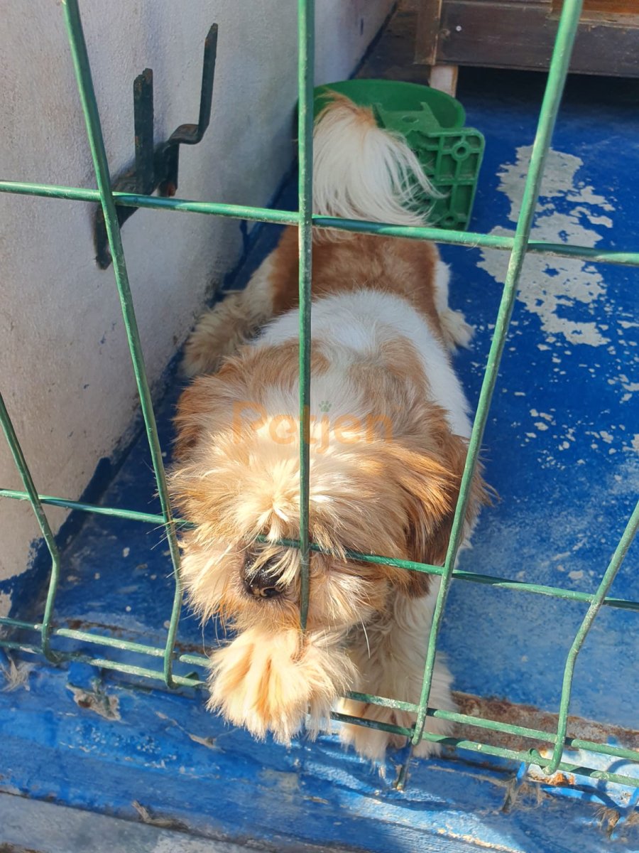 Shih Tzu - Onu Terk Etmeyecek Bir Aile Arıyor - Fotoğraf 2