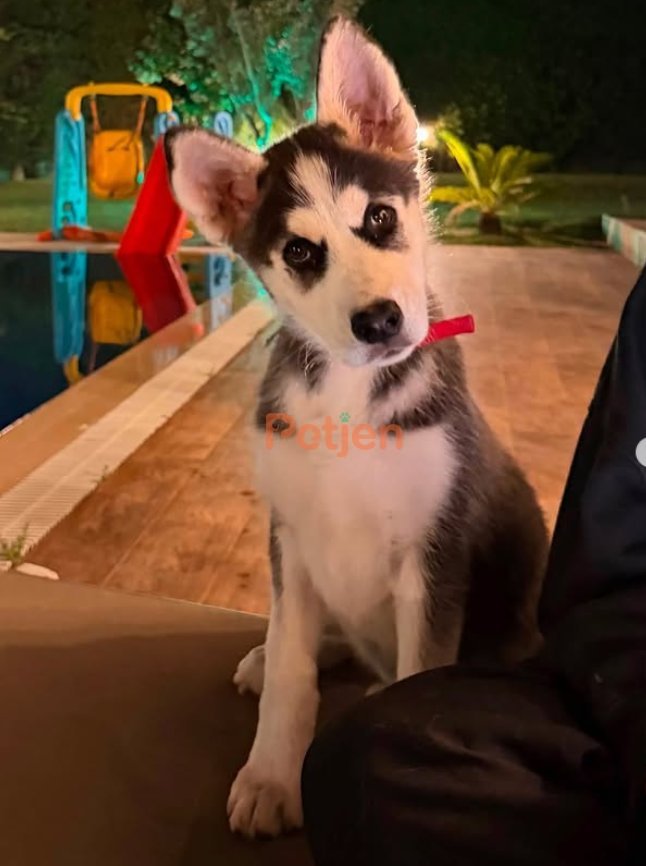 Sibirya Kurdu (Husky) - 3 Aylık Dişi Husky Sahibini Arıyor