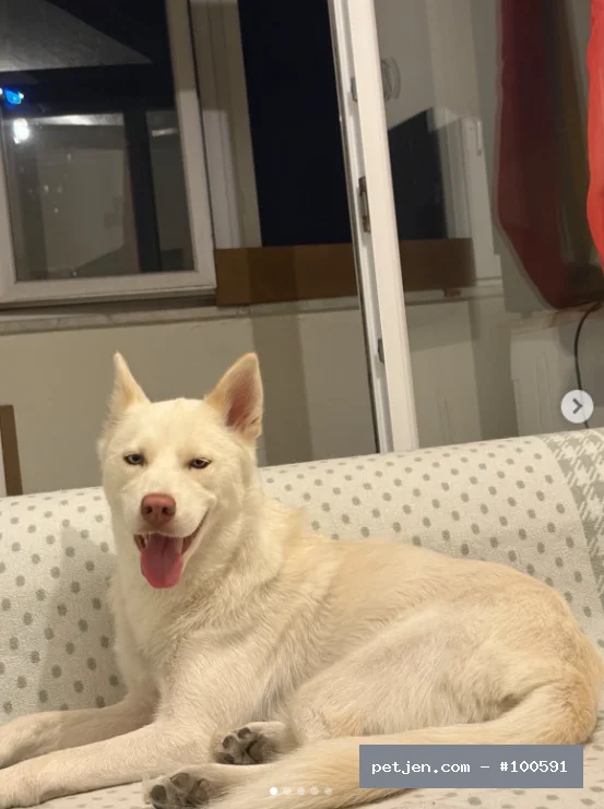 Uysal Asil Husky Ücretsiz Sahiplendirme